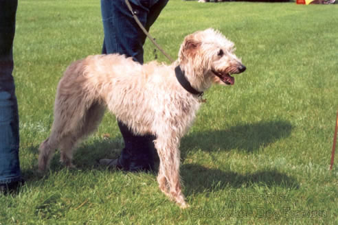 bedlington lurcher rescue