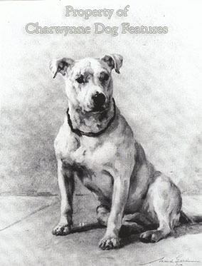 🐶 Staffordshire Bull Terrier - Dog Breed Information, Photo, Care, History  