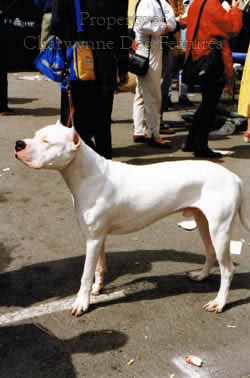 Dogs on the World Stage: Dogo Argentino