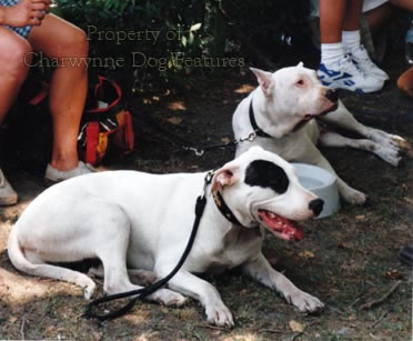 what is a dogo argentino mixed with