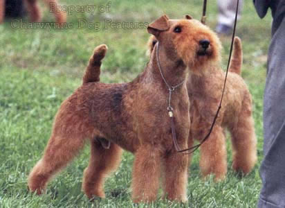felland terrier