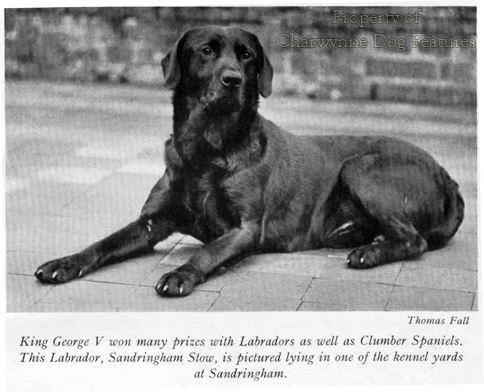 sandringham labrador pedigree