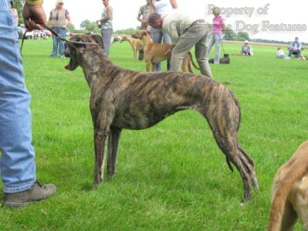 what is the difference between a lurcher and a greyhound