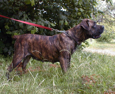 different types of boerboels