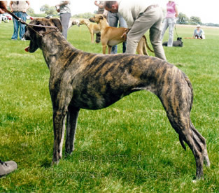 lurcher types