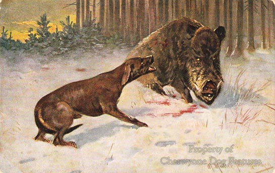 great dane killing boar