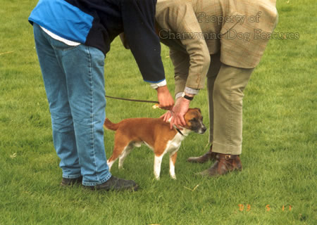 are plummer terrier aggressive