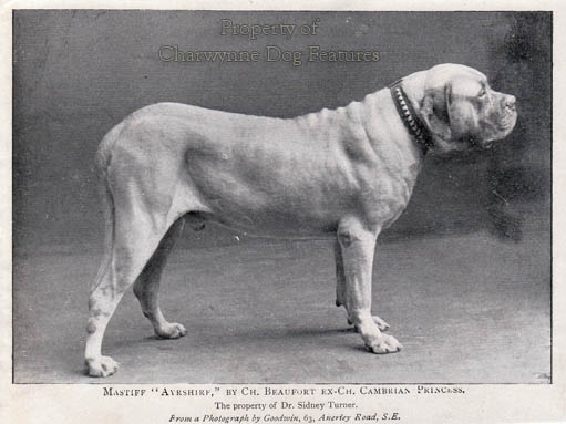 alpine mastiff