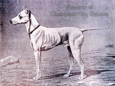 old english terrier