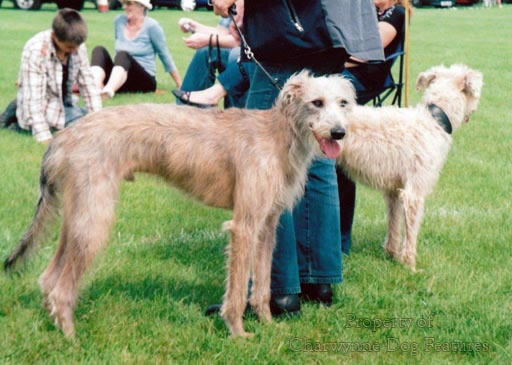 rough haired lurcher