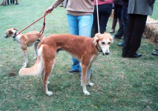 hancock lurchers