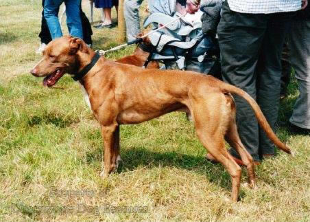 lurcher smooth coat