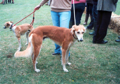 saluki x greyhound for sale