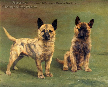 working cairn terrier