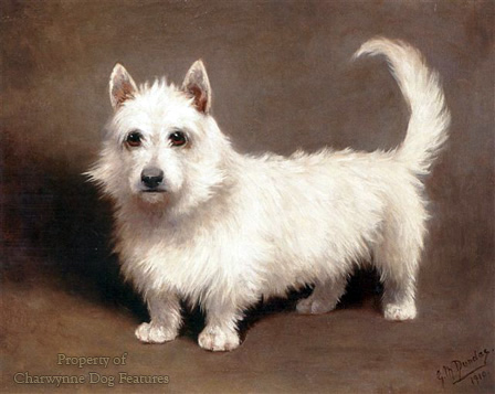 westies in show