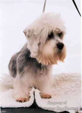 what is the history of the dinmont terrier club