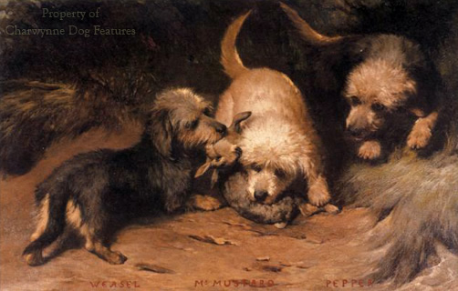 what is the history of the dinmont terrier club