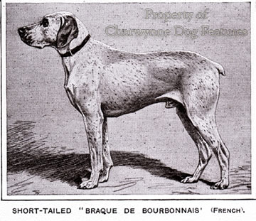 braque du bourbonnais is a mixed breed