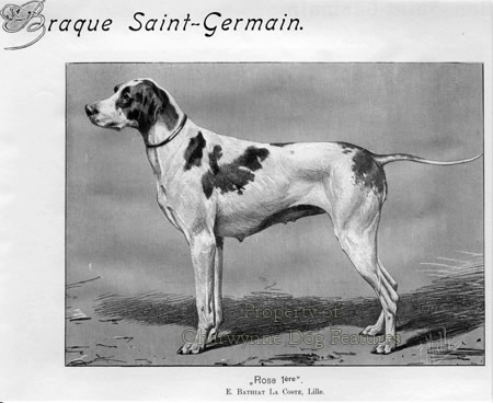 is the braque saint germain a good breed of dog