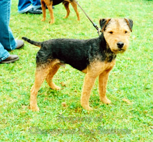 black and tan terrier