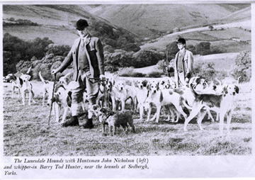 border terrier fox hunting