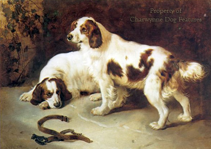 are pont audemer spaniels intelligent dogs