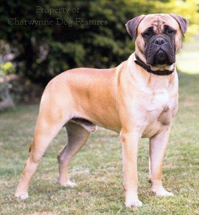 bull mastiff bitch in season how long