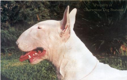long nose bull terrier