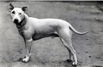 bull terrier ancestry