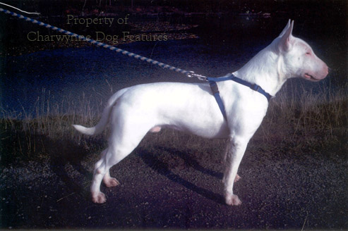 bull terrier working