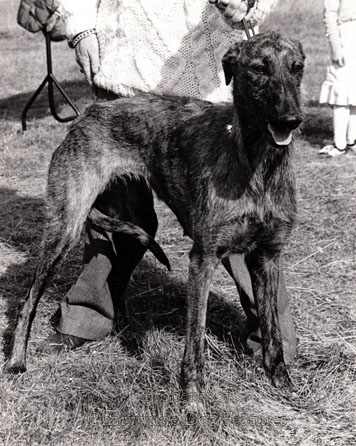 deerhound cross for sale