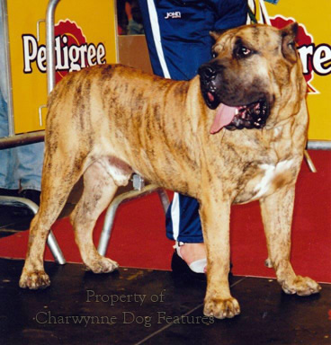 Kane-korso Is A Breed Of Dogs, One Of The Oldest Representatives Of The  Molossian Group. Ancient Roman Fighting Dogs Are Considered Official  Ancestors. This Breed Is Focused On Protection And Protection. Stock