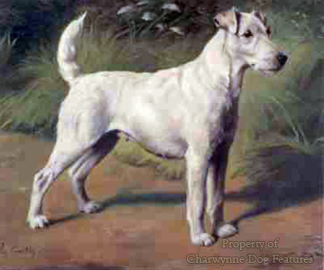 Fox Terrier Almanac. Vintage Wire Fox Terrier French Post -  Israel