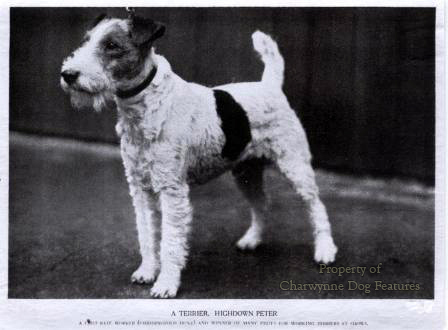 Fox Terrier Almanac. Vintage Wire Fox Terrier French Post -  Israel