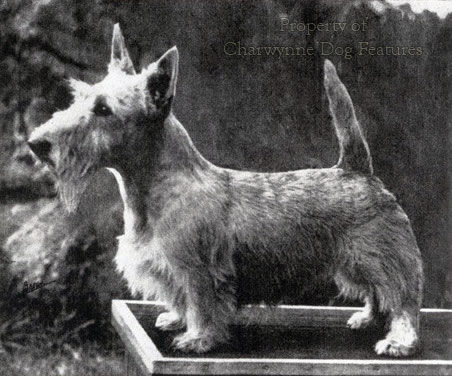 are wheaten scottish terriers rare