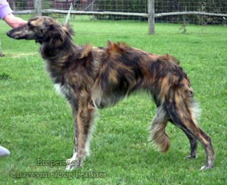 how do silken windhound hunt