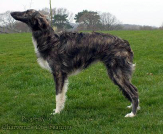 how do silken windhound hunt