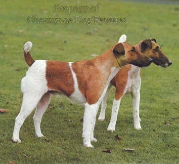 are plummer terrier the most intelligent dogs