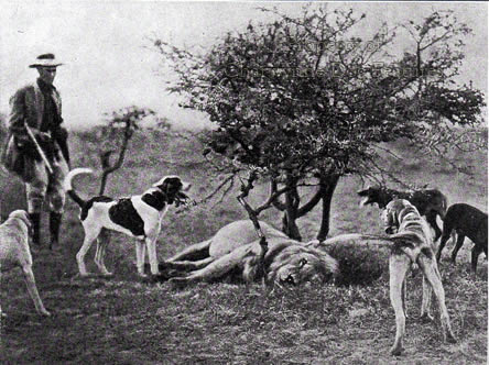 what dogs were bred to hunt lions