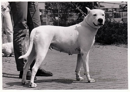 Blog - Close up on the Dogo Argentino - ThePetsArk.com