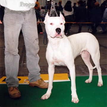 Blog - Close up on the Dogo Argentino - ThePetsArk.com