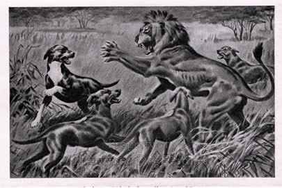 rhodesian ridgebacks hunting lions